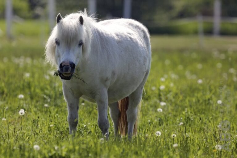 Help, mijn paard is te dik!