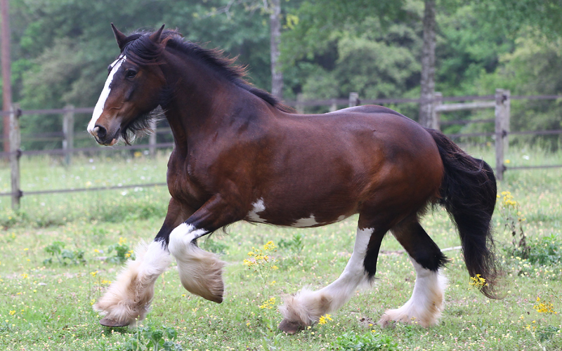 Het juiste zadel voor brede en ronde paarden